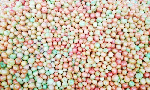 தக்காளி விலை உயர்வு - விவசாயிகள் மகிழ்ச்சி