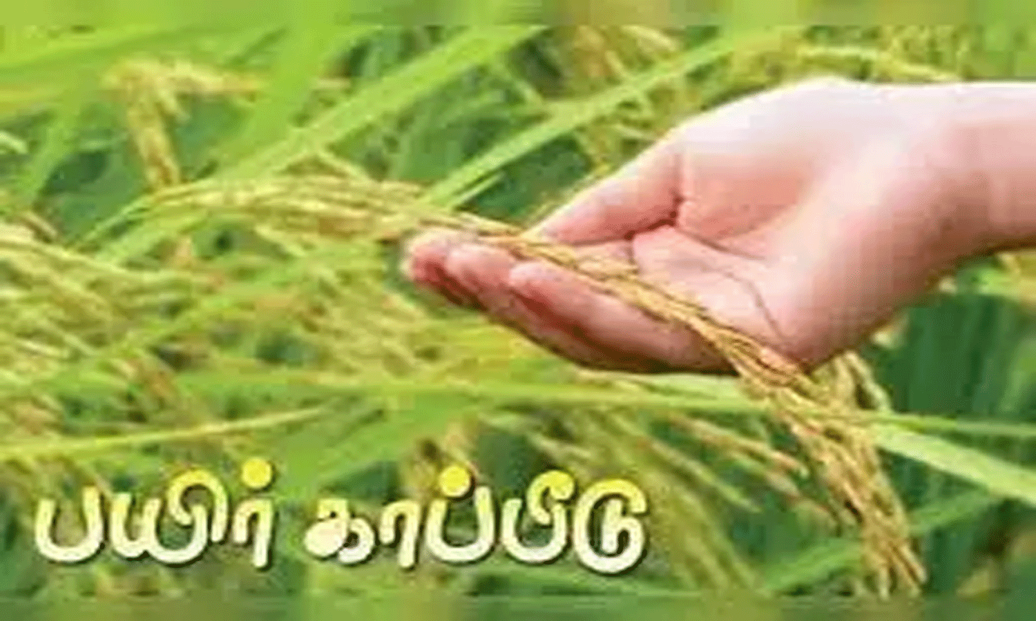 சம்பா நெல் பயிருக்கு காப்பீடு செய்ய விவசாயிகளுக்கு அழைப்பு சம்பா நெல் பயிருக்கு காப்பீடு செய்ய விவசாயிகளுக்கு அழைப்பு