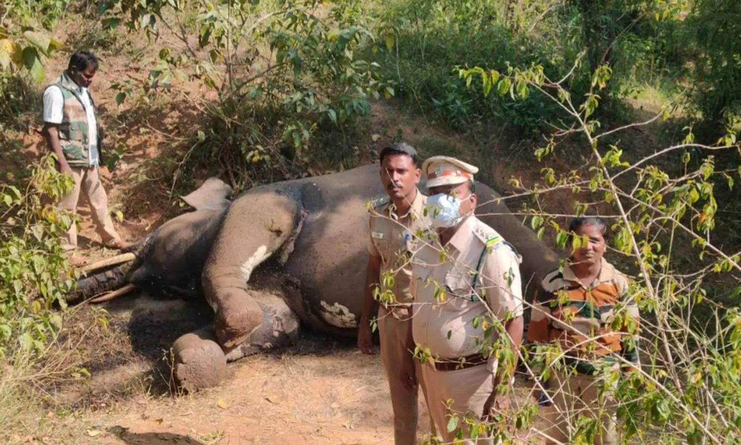 தேன்கனிகோட்டையில் யானை துப்பாக்கியால் சுட்டு கொலை