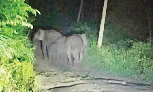 மக்கள் வசிக்கும் பகுதியில் காட்டு யானைகள் வராமல் தடுக்க ரோந்து பணி தீவிரப்படுத்தப்பட்டுள்ளது