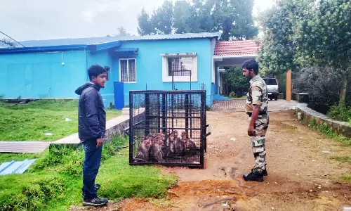 கொடைக்கானல்: குடியிருப்புகளில் சுற்றித்திரிந்த குரங்குகள் கூண்டு வைத்து பிடிப்பு
