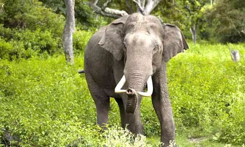 கூடலூர் அருகே அரிசி மூட்டையை மட்டும் தூக்கி சென்று ருசிக்கும் ஒற்றை காட்டு யானை