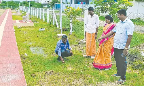 மரக்கன்றுகள் நடும் இடங்கள் ஆய்வு