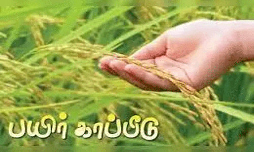 சம்பா நெல் பயிருக்கு காப்பீடு செய்ய விவசாயிகளுக்கு அழைப்பு