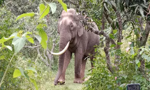 ஒற்றை கொம்பன் யானை அட்டகாசம்