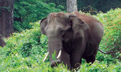 தோட்டத்துக்குள் புகுந்த காட்டு யானையை 1 மணி நேரம் போராடி விரட்டிய பொதுமக்கள்