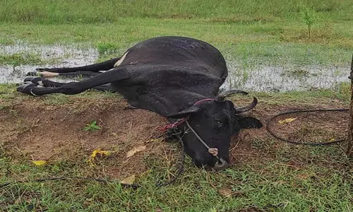 இடித்தாக்கி பசுமாடு சாவு