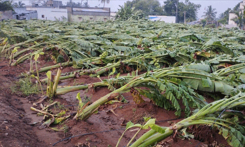 ஆயிரக்கணக்கான வாழைகள் சேதம்