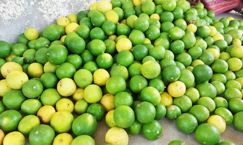 கோடை காலம் தொடங்காமலேயே எகிறிய எலுமிச்சை பழம் விலை