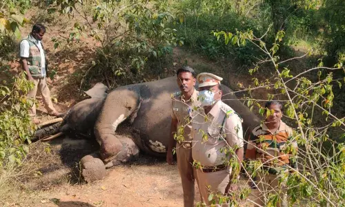 தேன்கனிகோட்டையில் யானை துப்பாக்கியால் சுட்டு கொலை