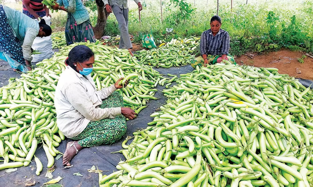 ஒயிட் லாங் கத்திரிக்காய் அமோக விளைச்சல் ஒயிட் லாங் கத்திரிக்காய் அமோக விளைச்சல்
