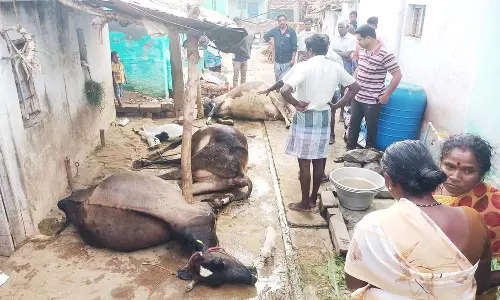 விஷம் கலந்த தண்ணீரை குடித்து 3 மாடுகள் உயிரிழப்பு: மர்ம நபர்களுக்கு வலைவீச்சு