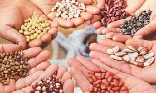 உரிமம் பெறாமல் விதைகள் விற்பனை செய்தால் நடவடிக்கைஅதிகாரி எச்சரிக்கை