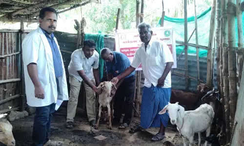 1500 ஆடுகளுக்கு தடுப்பூசி