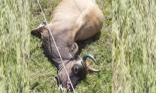 மின்சாரம் பாய்ந்து மாடு பலி