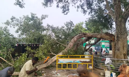 திருச்சி அம்மாமண்டபத்தில்பழமையான அரச மரம் முறிந்து விழுந்தது