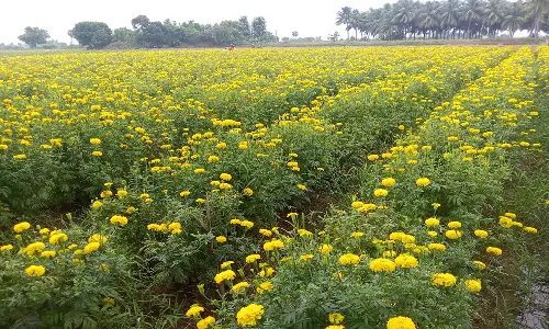 மரக்காணம் அருகே சாமந்திப்பூ பயிரிட விவசாயிகள் ஆர்வம்