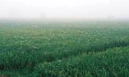 நாகையில் அதிகாலையில் வயல்களை சூழ்ந்த பனிப்பொழிவு