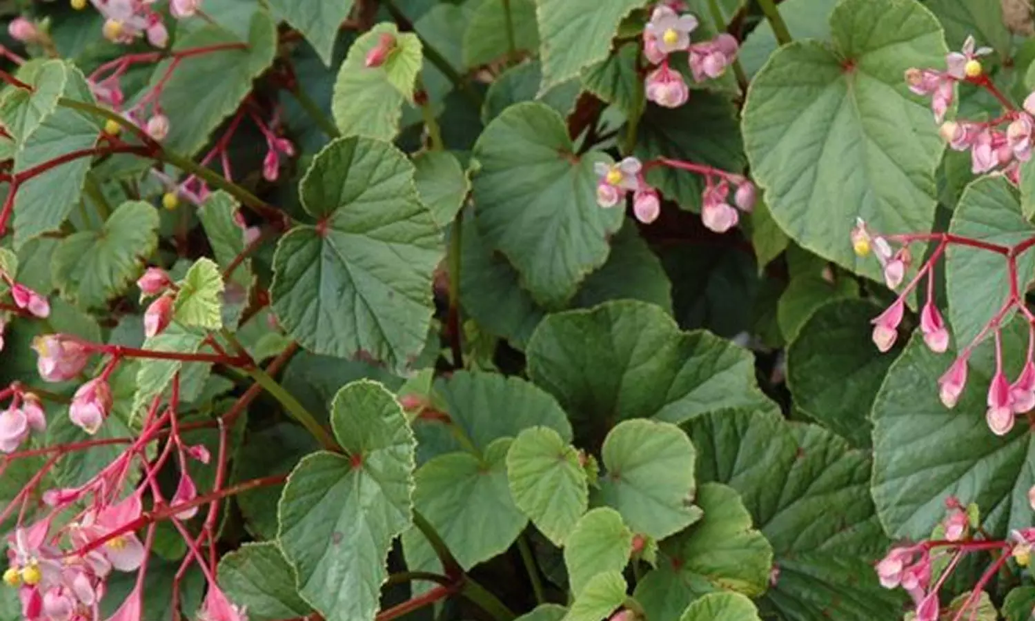 பசியினை போக்கும் சங்கு நாராயண சஞ்சீவினி பசியினை போக்கும் சங்கு நாராயண சஞ்சீவினி