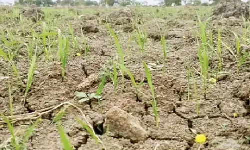 அரியலூர் மாவட்டத்தில் சம்பா சாகுபடி பாதிப்பு