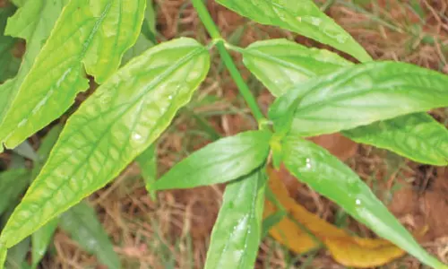 சிறுநீரக பிரச்சினைக்கு முற்றுப்புள்ளி வைக்கும் விஷநாராயணீ