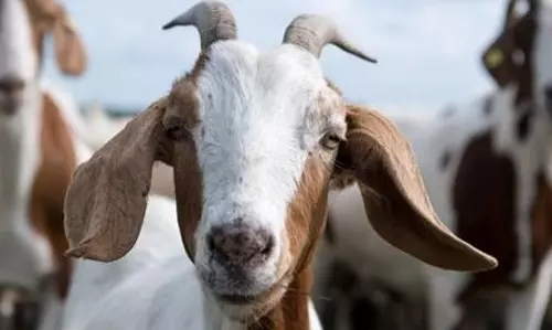 கிணற்றில் விழுந்த ஆடு