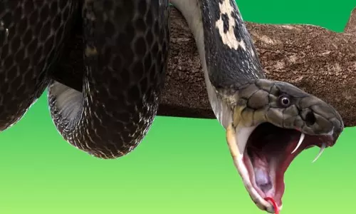 வீட்டுக்குள் புகுந்த நல்ல பாம்பு