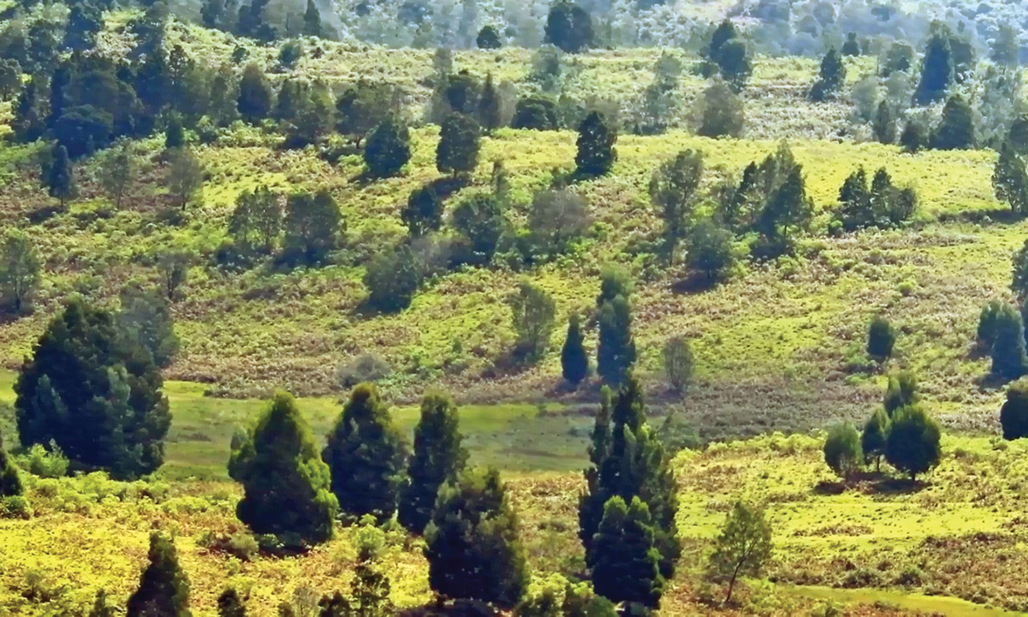கொடைக்கானலில் நிலத்தடி நீரை உறிஞ்சும் அன்னியமரங்களை அகற்றும் வனத்துறை -புல்வெளிகளை காக்க விவசாயிகள் வலியுறுத்தல்