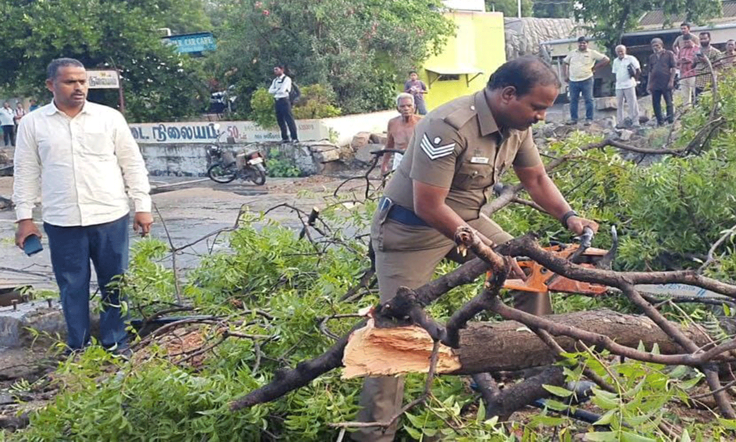 அடுத்தடுத்து முறிந்து விழுந்த மரங்களால் பரபரப்பு அடுத்தடுத்து முறிந்து விழுந்த மரங்களால் பரபரப்பு