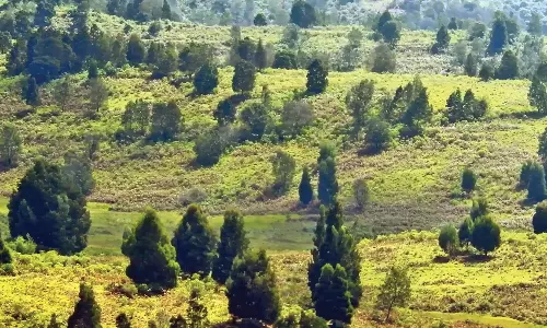 கொடைக்கானலில் நிலத்தடி நீரை உறிஞ்சும் அன்னியமரங்களை அகற்றும் வனத்துறை -புல்வெளிகளை காக்க விவசாயிகள் வலியுறுத்தல்
