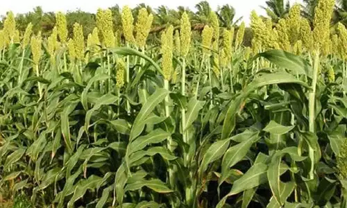 சோளம் சாகுபடி பரப்பு குறைந்ததால்  மாடுகளுக்கான தீவனப்பற்றாக்குறை ஏற்பட வாய்ப்பு