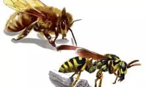 பள்ளி வளாகத்தில் விஷ கதண்டுகள் அகற்றம்