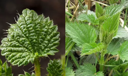 தாவரங்களால் உடலில் தடிப்புகள் உருவாகிறது... ஏன்?