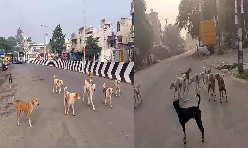 விபத்துகளை ஏற்படுத்தும் தெரு நாய்கள்