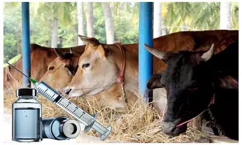 1.85 லட்சம் கால்நடைகளுக்கு கோமாரி நோய் தடுப்பூசி