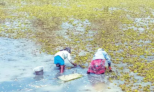 வயல்களில் சூழ்ந்த ஆகாய தாமரை செடிகளால் விவசாய பணிகள் பாதிப்பு