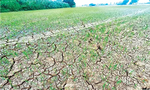 காவிரியில் தண்ணீர் திறந்து விடாததால் தஞ்சை மாவட்டத்தில் காய்ந்து வரும் சம்பா பயிர்கள்