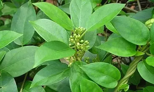 நீரிழிவு நோயாளிகளுக்கு வரப்பிரசாதமாகும் சிறுகுறிஞ்சான்!