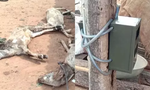 4 வெள்ளாடுகளை கடித்து கொன்ற சிறுத்தை: வனத்துறையினர் சி.சி.டி.வி. கேமிரா வைத்து கண்காணிப்பு