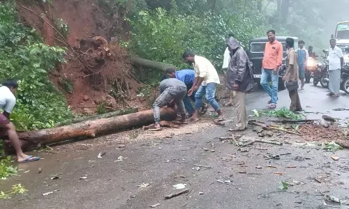 சிறுமலையில் கன மழையால் சாலையில் விழுந்த மரம் அகற்றம்