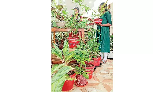 ஈத்தாமொழி எக்ஸ்க்ளூசிவில் தீபாவளியையொட்டி வீட்டு தோட்ட அழகு செடிகள் விற்பனைக்கு குவிந்துள்ளன