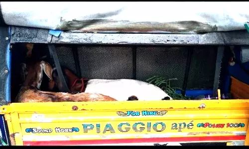 ஆடு திருடிய வேலூர் தம்பதி கைது