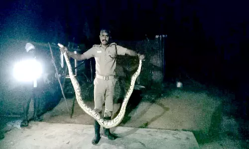 12 அடி நீள மலைப்பாம்பு மீட்பு