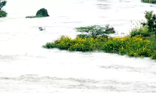 தொடர் மழை எதிரொலி- தாமிரபரணி ஆற்றில் நீர்வரத்து அதிகரிப்பு:வேப்பமரம் வேரோடு சாய்ந்தது