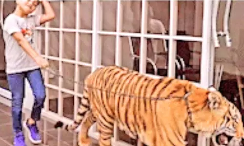 புலியை சங்கிலியால் கட்டி இழுத்து வந்த சிறுவன்