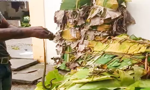விற்பனைக்கு வைத்திருந்த வாழை இலை கட்டிற்குள் இருந்த பாம்பு:உழவர்சந்தையில் திடீர் பரபரப்பு