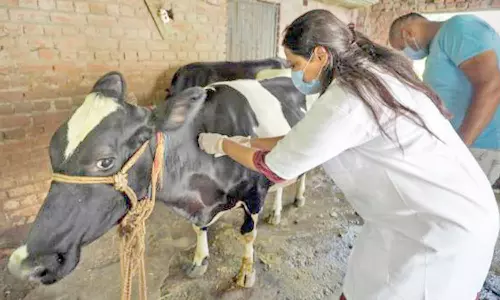 கால்நடைகளுக்கு கால், வாய் நோய் தடுப்பூசி போடும் பணி நாளை மறுநாள் தொடக்கம்