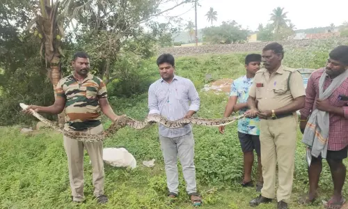 விவசாய நிலத்தில் 13 அடி மலை பாம்பு மீட்பு