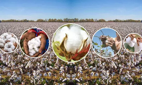 மூலனூர் ஓழுங்குமுறை கூடத்தில் ரூ.91 லட்சத்திற்கு பருத்தி விற்பனை