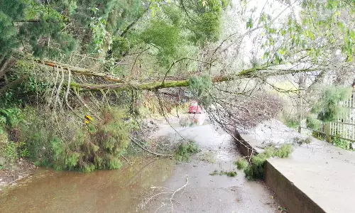 திண்டுக்கல் மாவட்டத்தில் 170 மி.மீ. மழை பதிவு: கொடைக்கானல் ஏரிச்சாலையில் முறிந்து விழுந்த மரம்